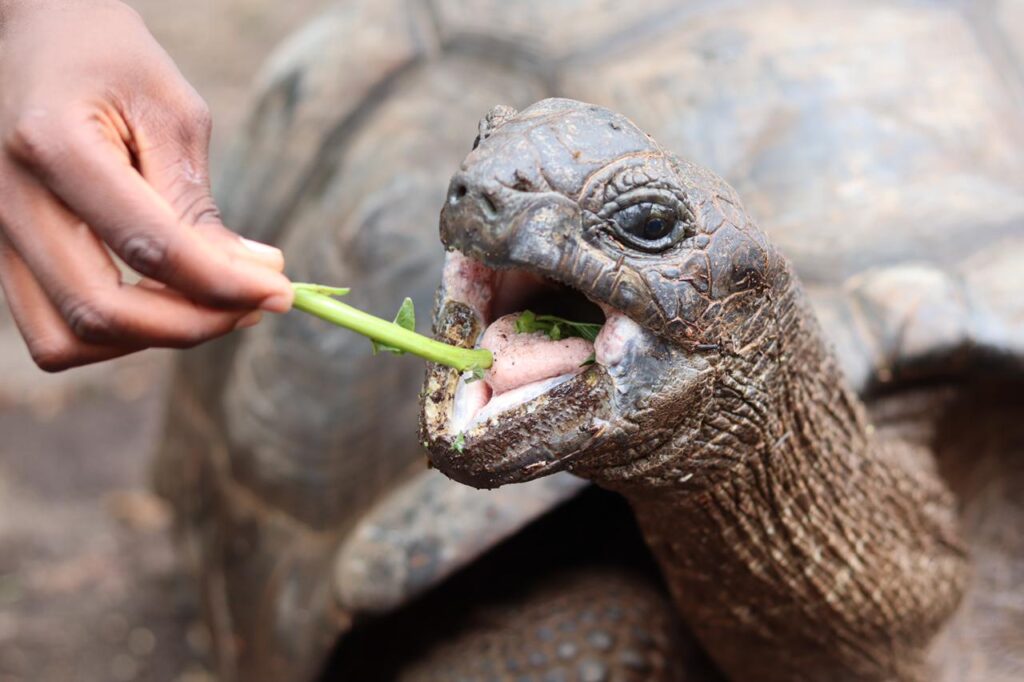 zanzibar-prison-island