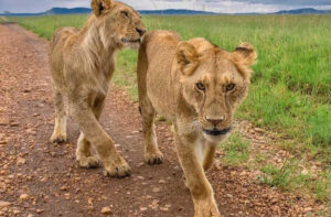 safari-mikumi-national-park