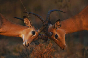 safari-mikumi-national-park