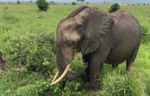 safari-mikumi-national-park